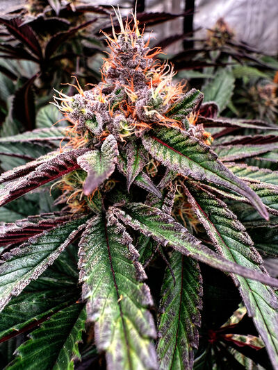 Erdbeer BX2 Regulär